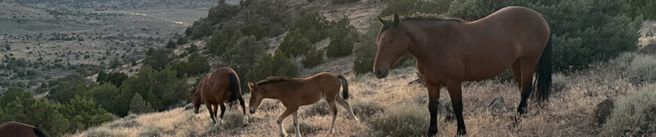 Mack Family Ranch (MFR)